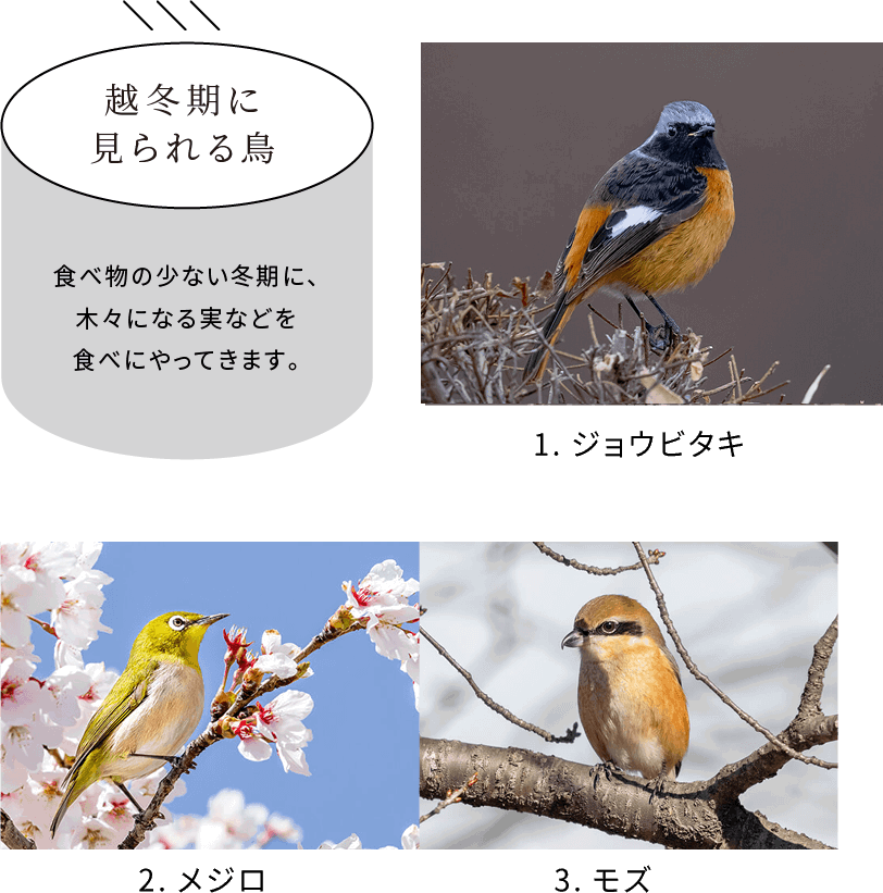 越冬期に見られる鳥