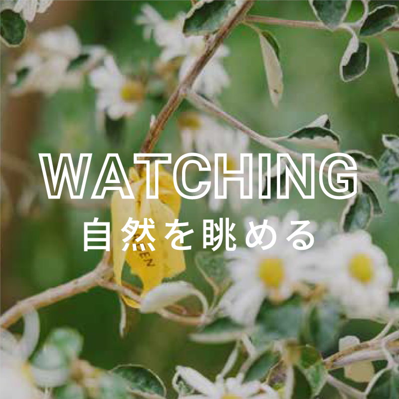WATTCHING