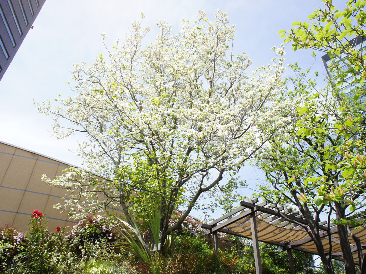 Parks Garden エリアマップ