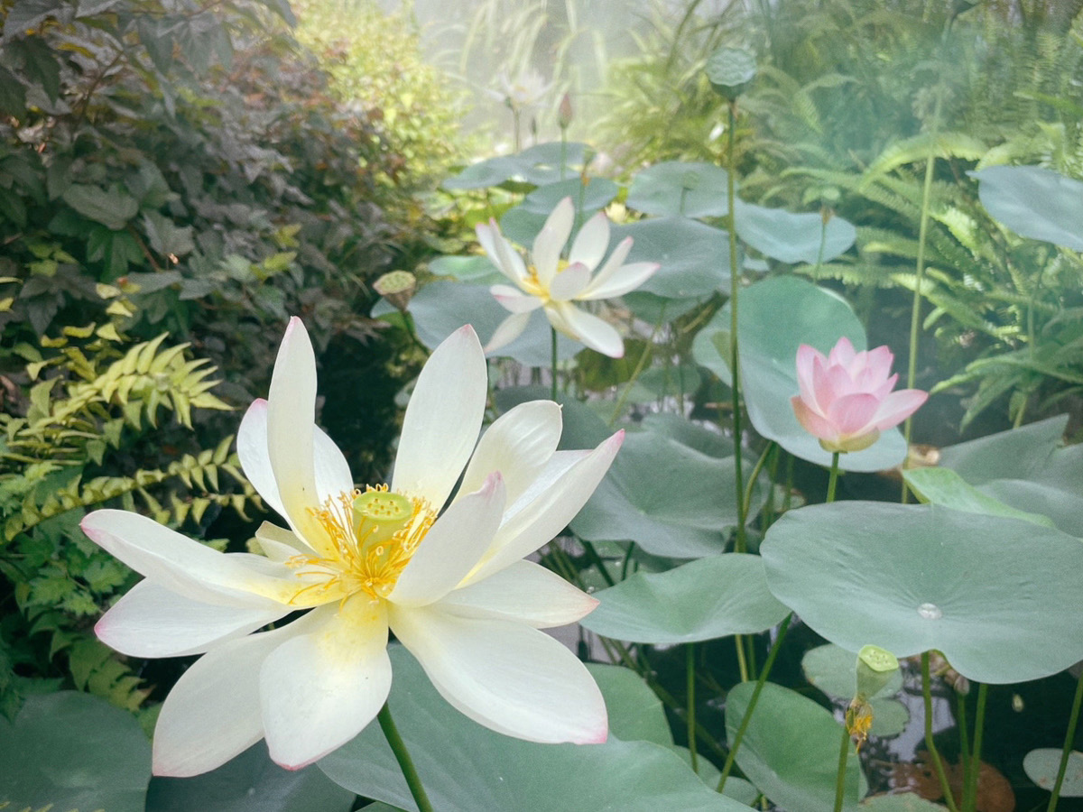 Parks Garden エリアマップ